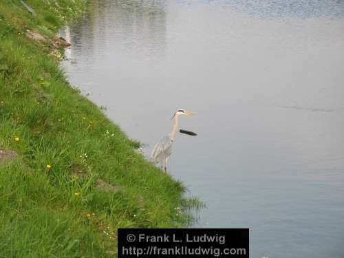 Heron in Ballytivnan